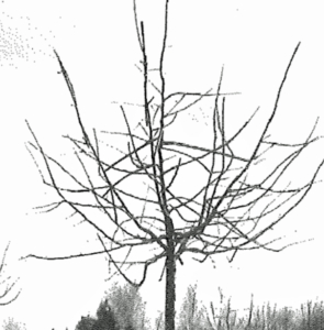 Das Bild eines fünfjährigen Kirschbaumes zeigt die Kronenform nach dem Erziehungsschnitt