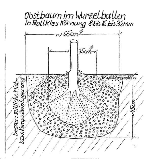 Obstbaum pflanzen in Rollkies