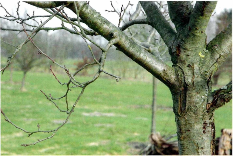 Lehm ein Wundermittel in der Baumpflege? Bergischer