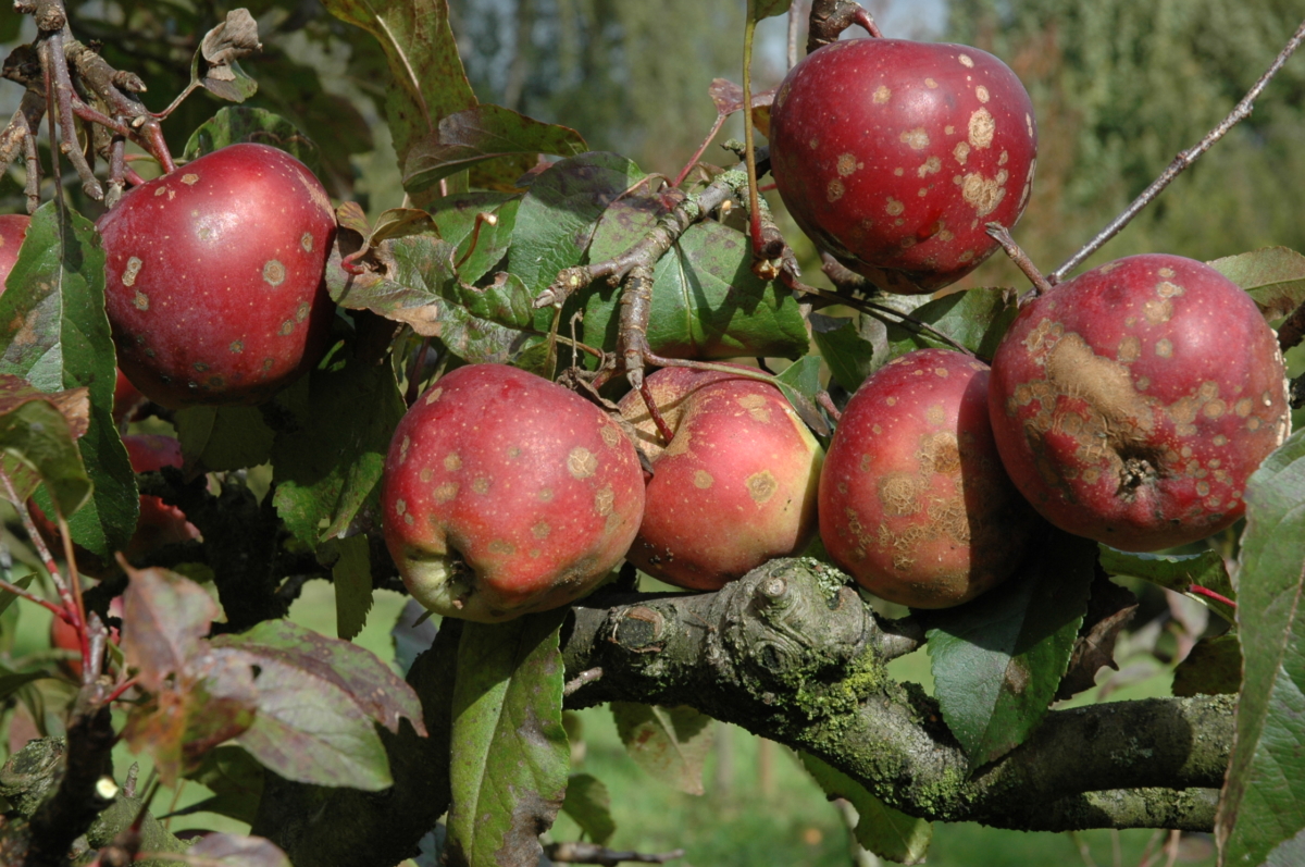 Wie lassen sich Erkrankungen bei Obstbäumen verhindern? Bergischer