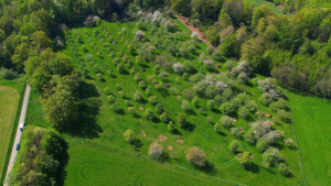 Streuobstwiese Herrschertal