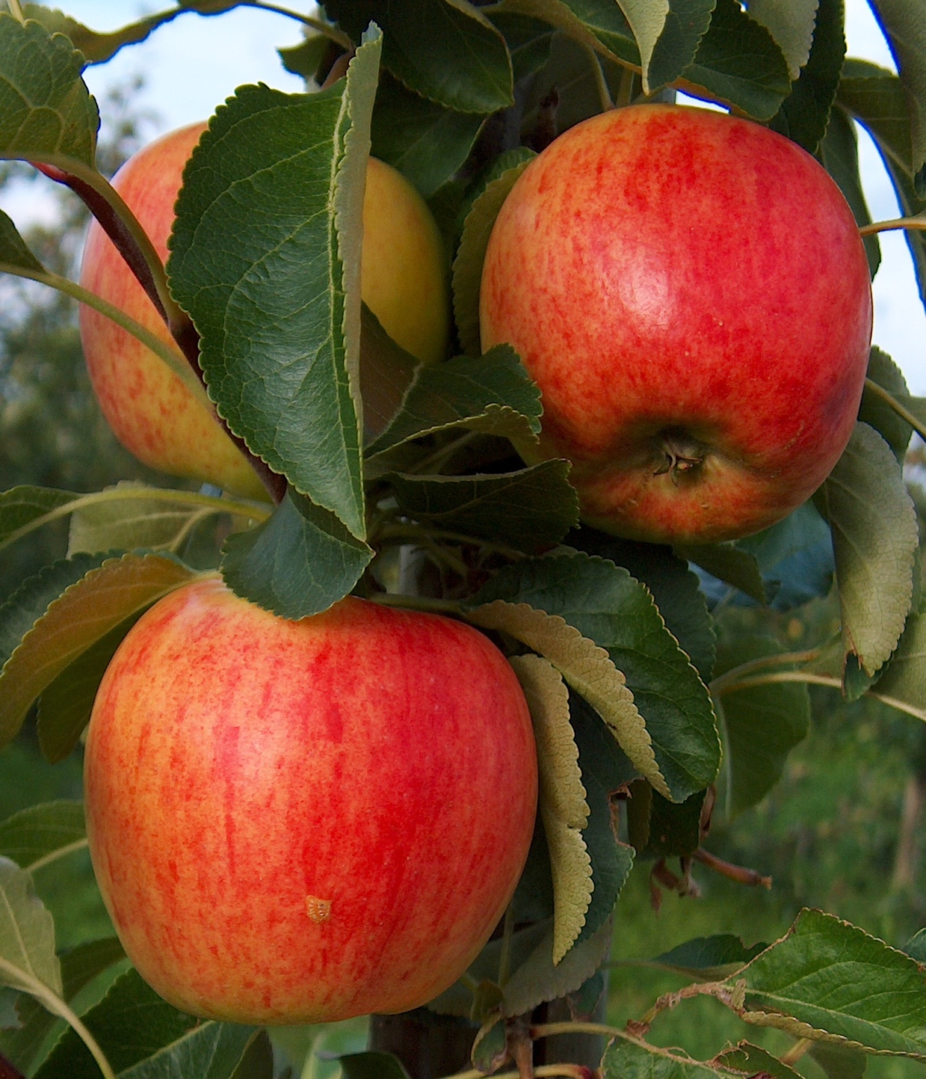 Nela Bergischer Streuobstwiesenverein e.V. (BSOWV)